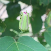 Passiflora 'Lady Margaret'